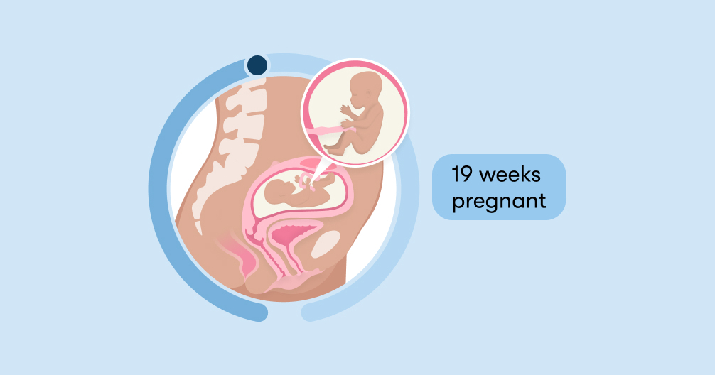 19 weeks pregnant Symptoms tips and baby development